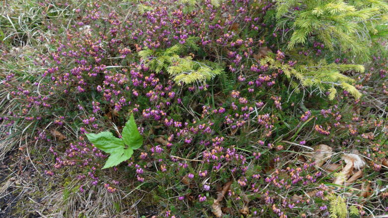 Schneeheide am Schlussanstieg