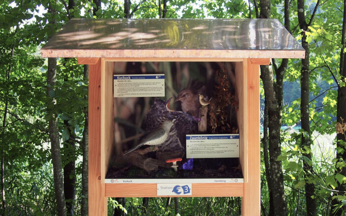 Kuckuck und Zaunkönig