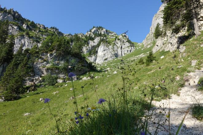 Fauna entlang des Wanderwegs zum Aggenstein