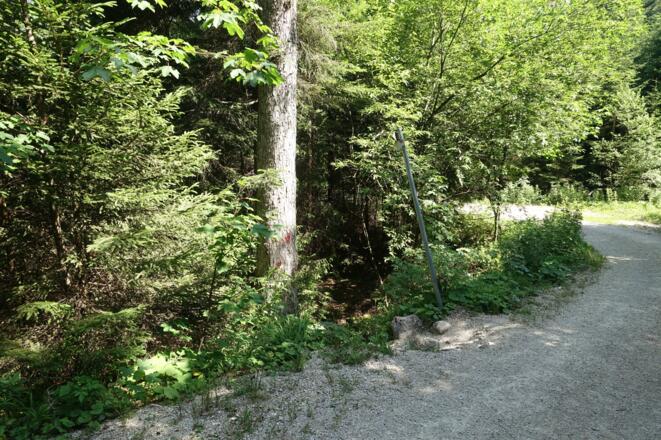 Forstweg zur Fallmühle