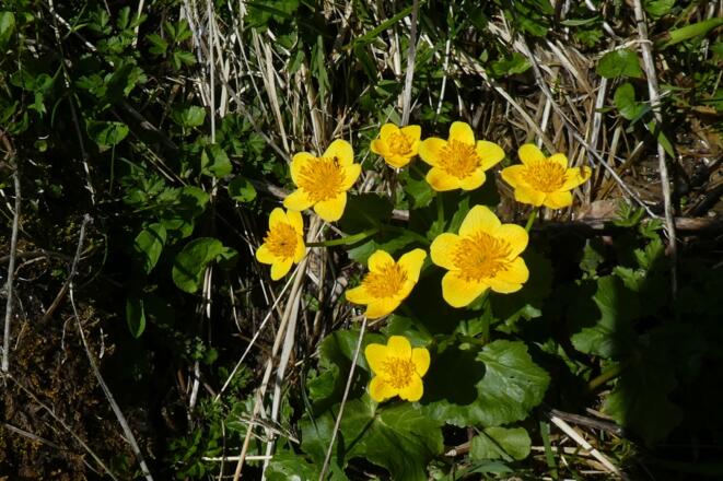 Sumpfdotterblumen beim Quellteich unterhalb der Teufelskirche