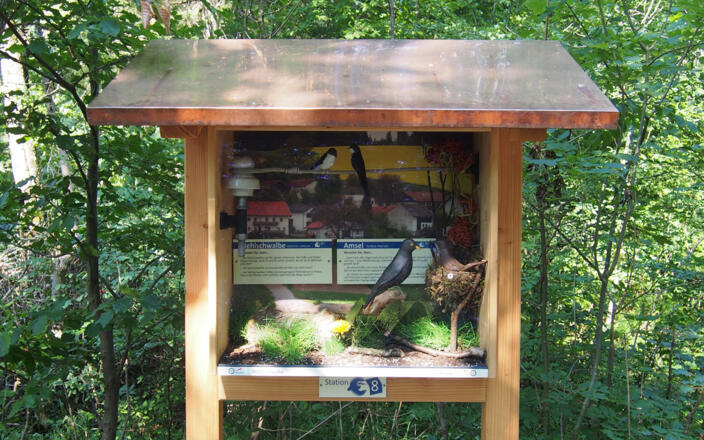 Mehlschwalbe und Amsel