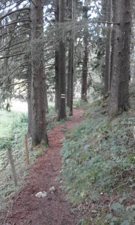 Pfad in Richtung Falkenstein