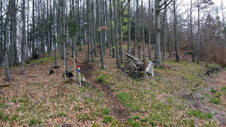 Forstweg rechts um 685m verlassen, Pflöcke rot-weiß-blau
