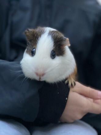 Winter am Weißensee