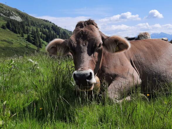Kuh auf Alpe