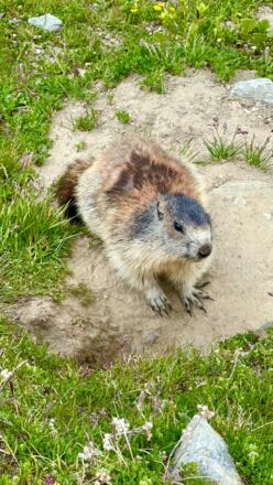 Murmeltiere begleiten dich am Weg zum Defreggerhaus
