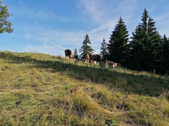 Schumpen nähe Kronenhütte