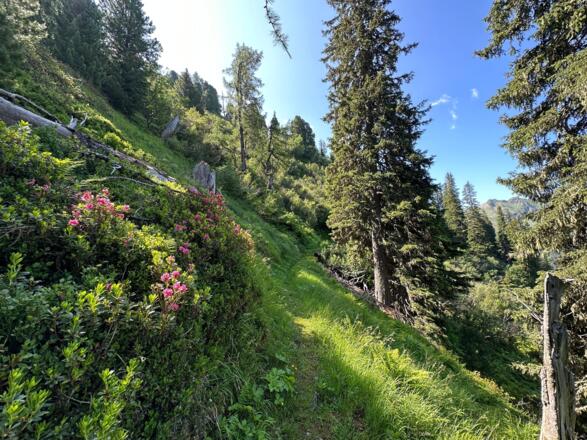 Schützensteig Richtung Großer Galtenberg