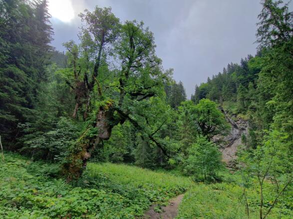 Pfad zwischen Kenzenhütte und Kenzenwasserfall