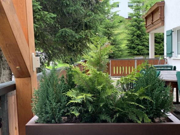 Terrasse_Pflanzen