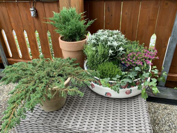 Terrasse_Blumen