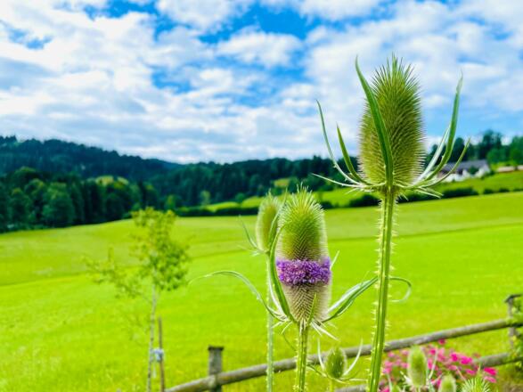 Biohotel-Sommerau-Wilde Karde