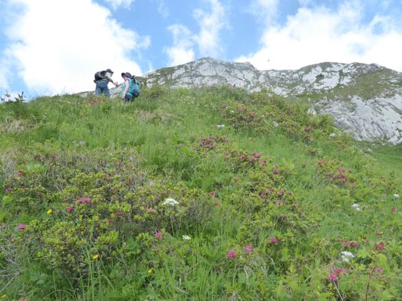 Aufstieg durch Alpenrosen