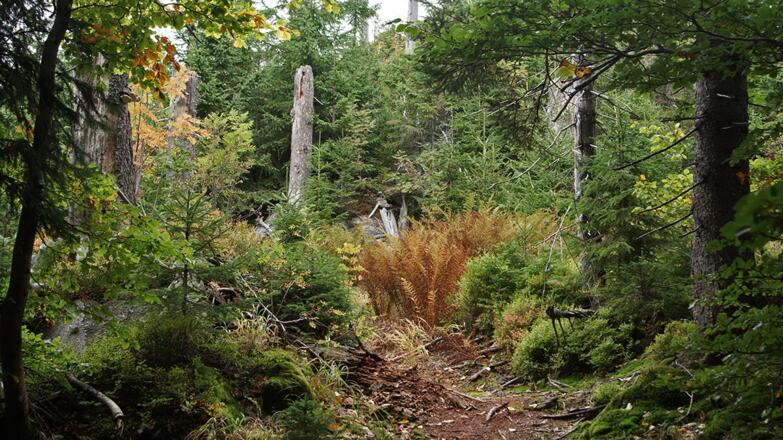 Wilder Wald