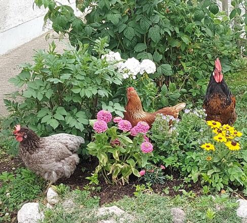 Fridolin mit Bruni und Greta