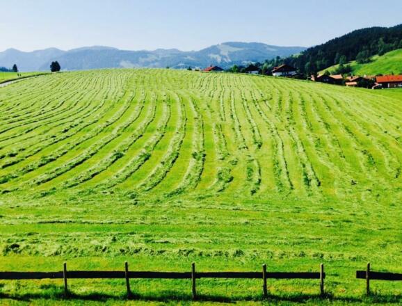 Frisch gemäht und wie toll das duftet.