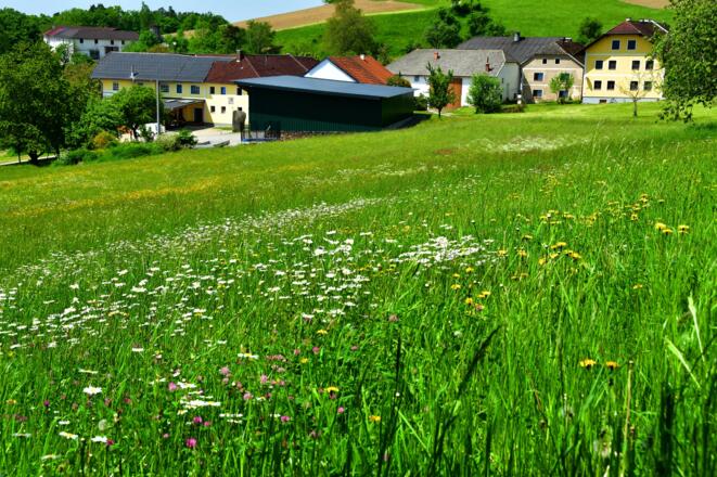 Die kleine Siedlung "Penzendorf" - von blühenden Blumenwiesen umgeben
