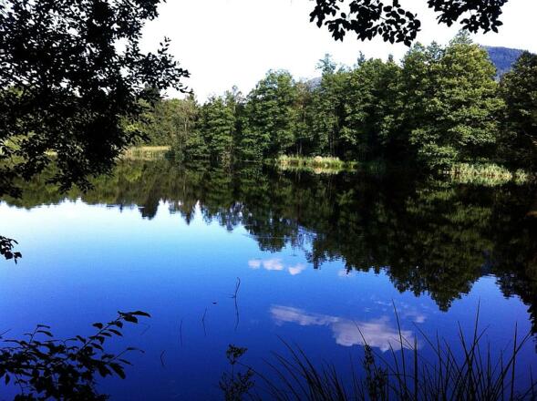 Schönauer Weiher