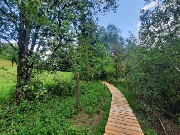 Bretterstege entlang des kurzen Rundweges um das Biotop
