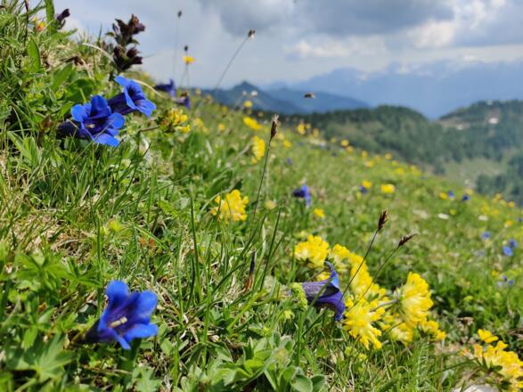 Einzianblüte am Hohen Zinken.