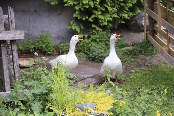 Schwaninger Hof, Mood 5