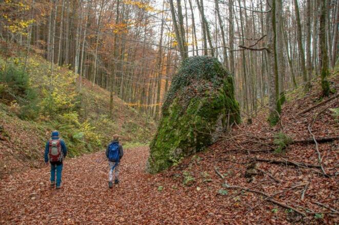 durch herbstlichen Wald