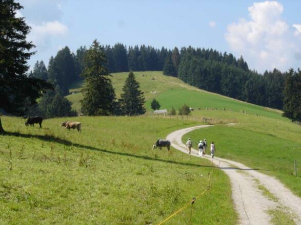 Panoramaweg aufs Horn