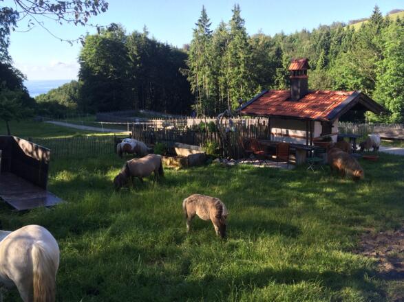 Backhaus und Ponies an der Hefteralm
