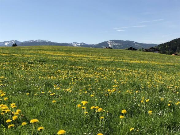 Fewo „Auszeit“ Freie Sicht auf die Löwenzahnwiese