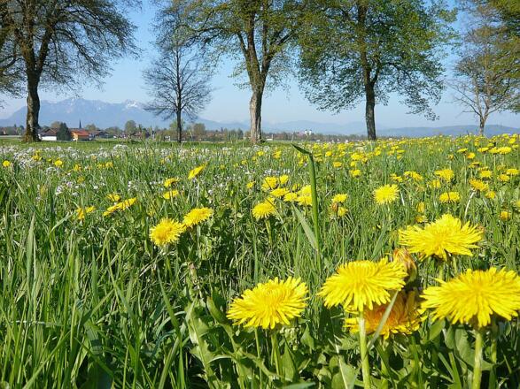 zwischen Benediktbeuern und Bichl