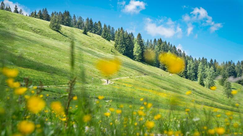 Wanderweg an der Gindelalm