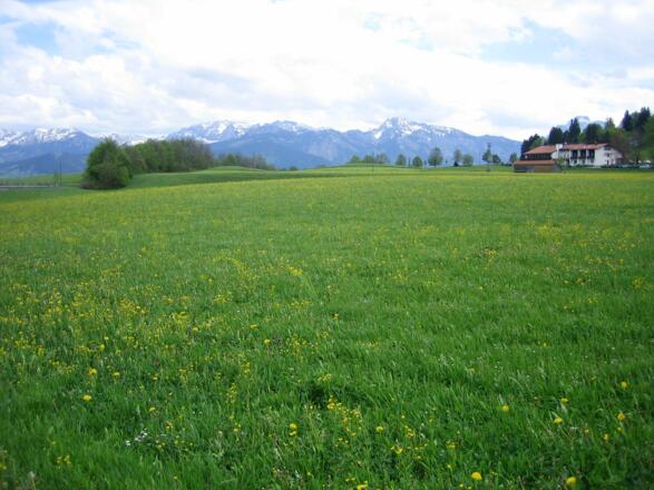 Blick auf die Allgäuer Alpen - Südlches Allgäu