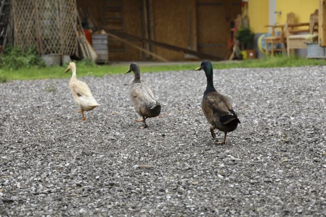 Schwaninger Hof, Mood 4