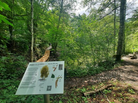 Neue Infotafeln mit Pflanzenbeschreibungen beim Biotop