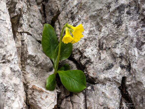 Im Frühjahr wachsen schöne Blumen, wo man es nicht vermuten könnte.