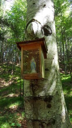 Hier geht es vorbei: Marienbuche am Lobbatboden