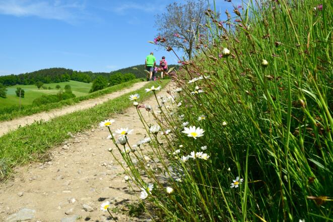 Auf Fahr- und Waldwegen unterwegs nach Dingdorf