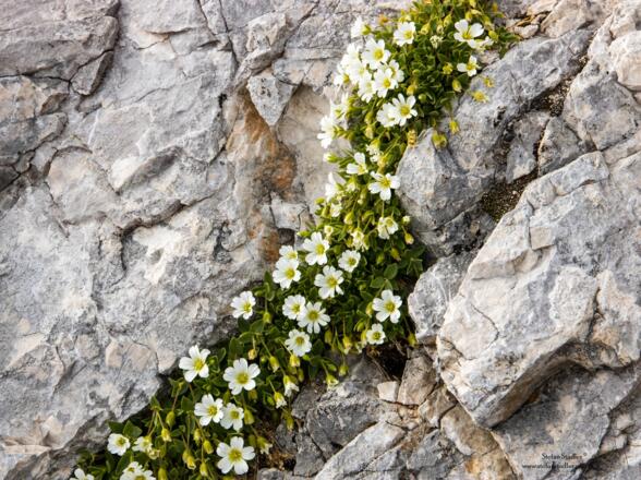 immer wieder schöne Blumen