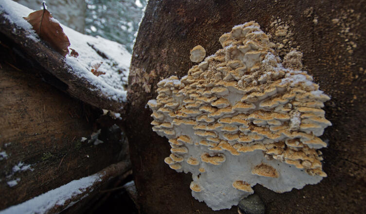 Wilder Winterwald