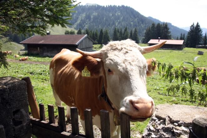 Zaungäste im Sommer erfreuen vor allem die Kinder.
