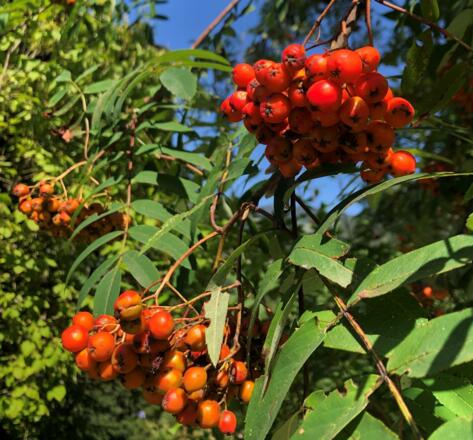Vogelbeeren für feinsten Schnaps