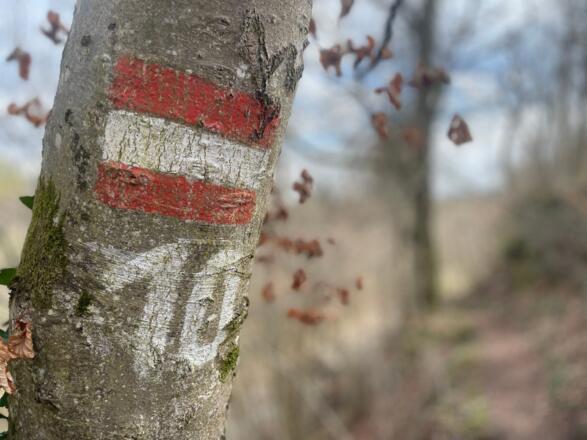 Auen-Trail - Steyr Unterhimmler Au