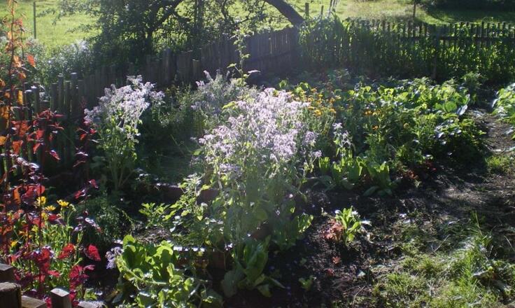 Garten im Biogartenhof
