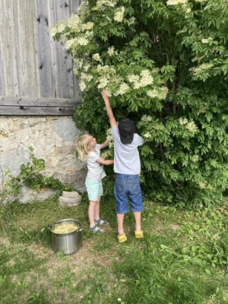 Garten Hollunder