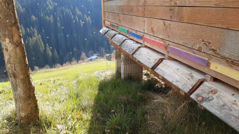 die fleißigen Bienen beim Zotten