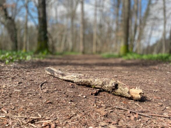 Auen-Trail - Steyr Unterhimmler Au