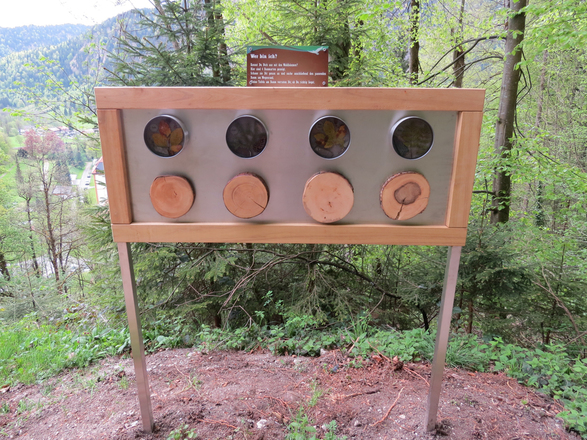 Bergwalderlebnispfad Ettal - Baumarten