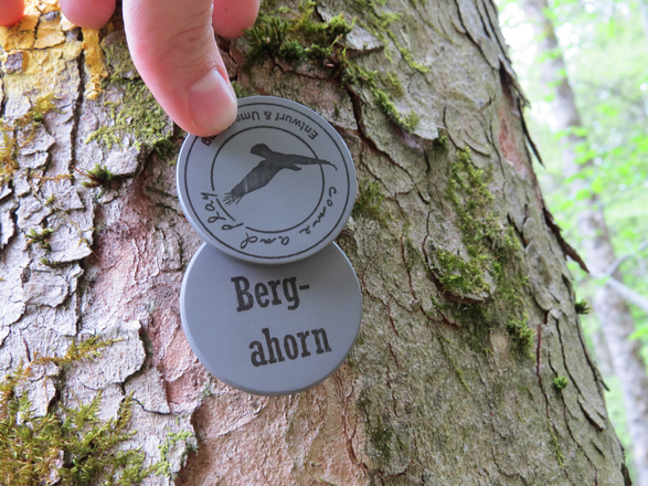 Bergwalderlebnispfad Ettal - Baumarten