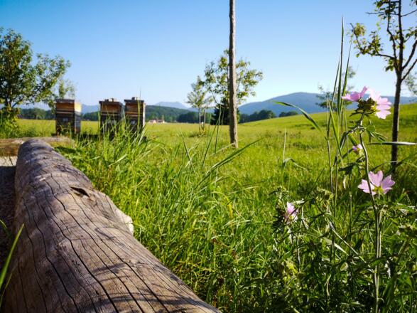 Lehrbienenstand Gmund Bild 8